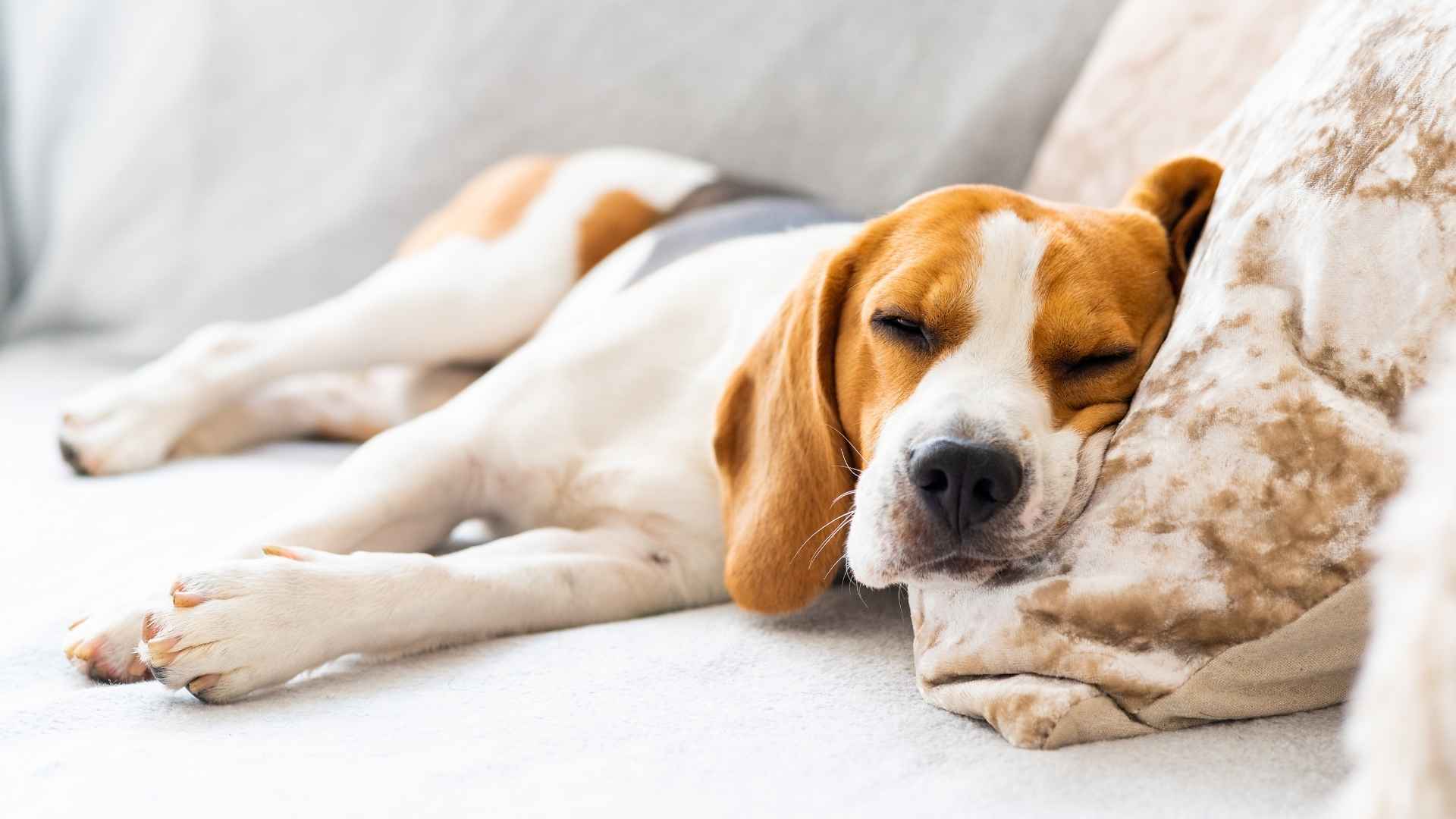 perro durmiendo